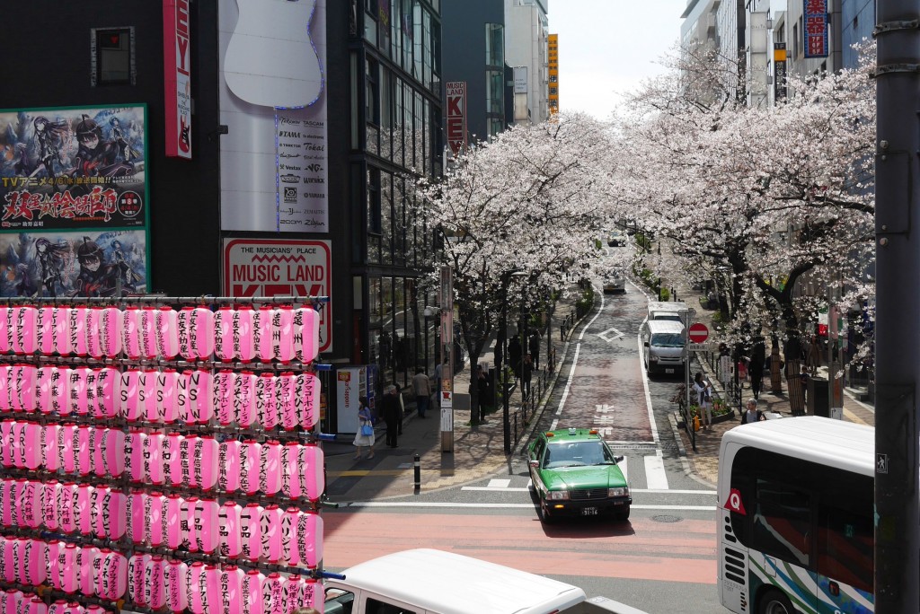 渋谷の桜