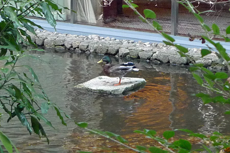 1羽になった池の鴨