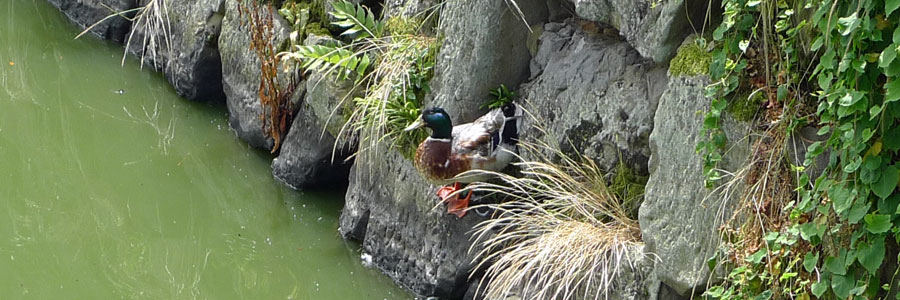 和歌山城の堀にいる鴨
