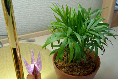 デスクの観葉植物と折鶴