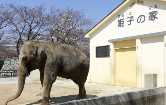 加古川第九コンサートを終えて