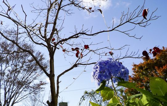 白河の落葉と紫陽花