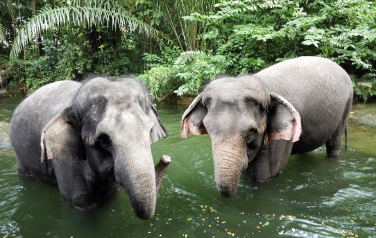 シンガポール動物園とマリーナベイザンズ