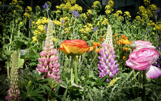 大都会の片隅に咲く花
