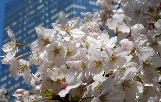 SAKURA in tokyo today