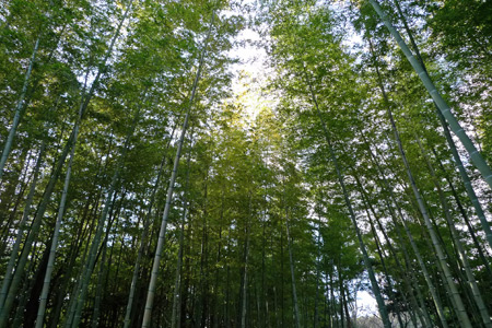 散策路にある竹林