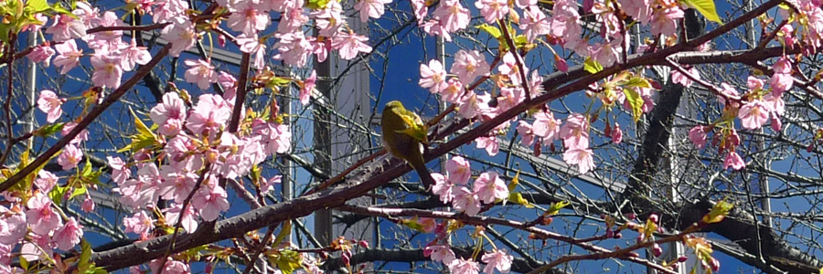 花鳥の風景