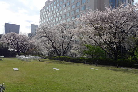 芝と桜