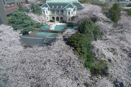 客室から見る桜