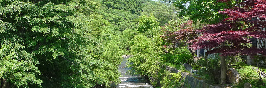 朝里川沿いの緑