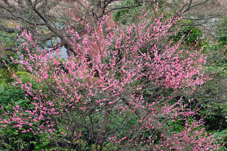 庭園の花