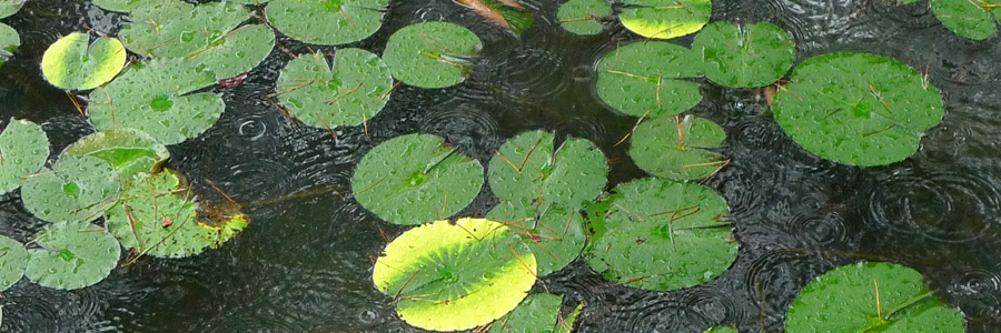 雨の蓮池