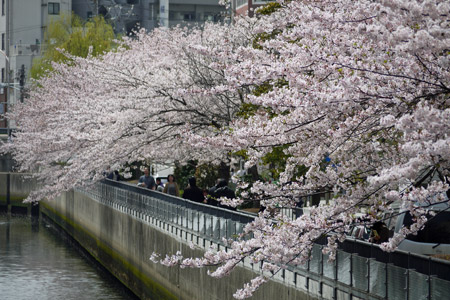 川沿いの桜